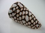 Conus marmoreus